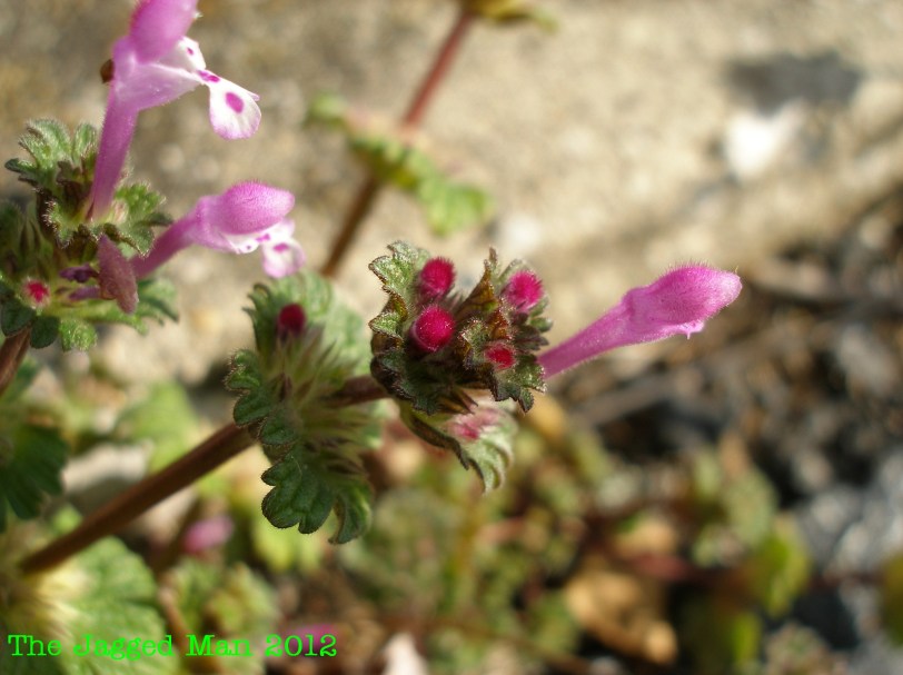 Beautiful and small little plant/flower growing out of the sidewalk.